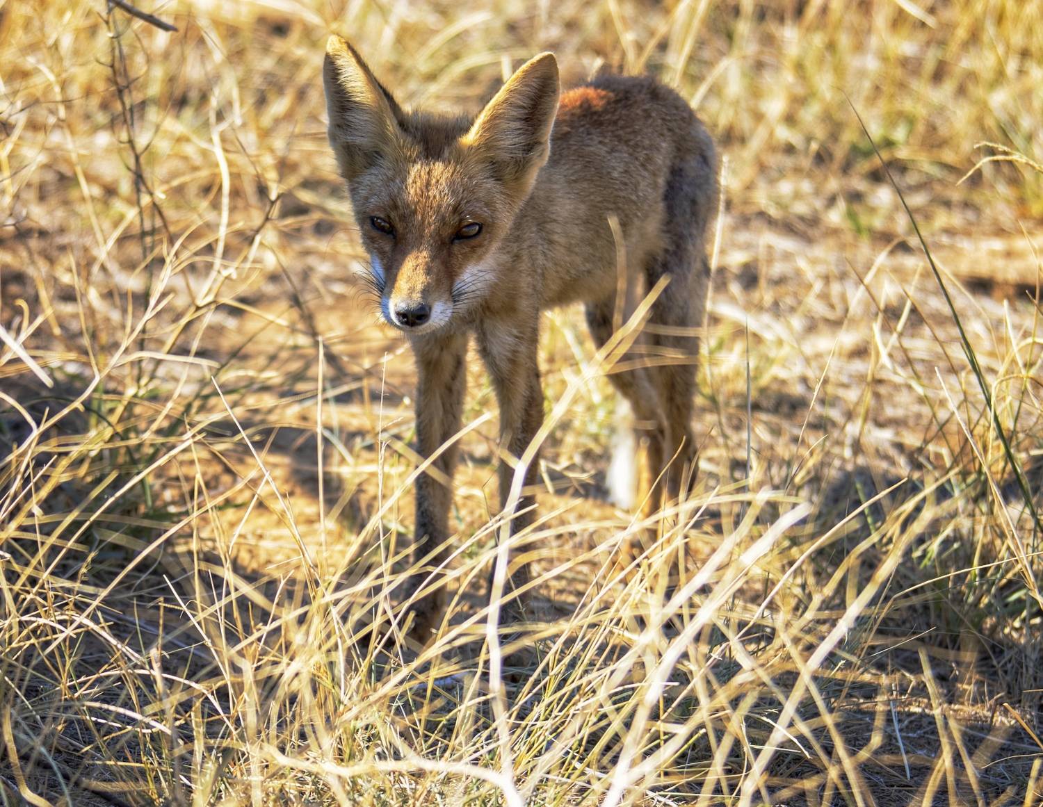 , Анатолий Салтыков