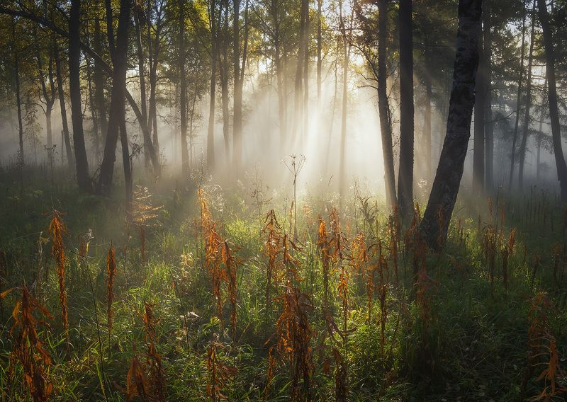 ...Свет Осени...photo preview