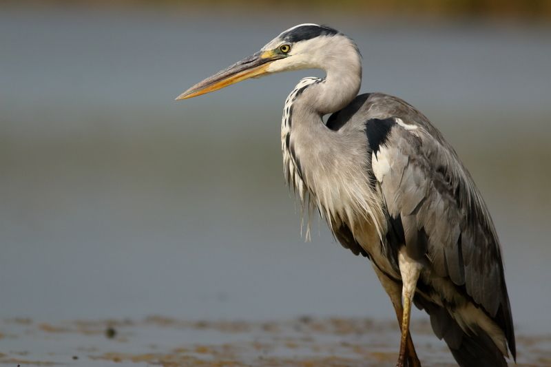 животные, природа, птицы, цапли, серая цапля, дикая природа, самара Стильная штучкаphoto preview