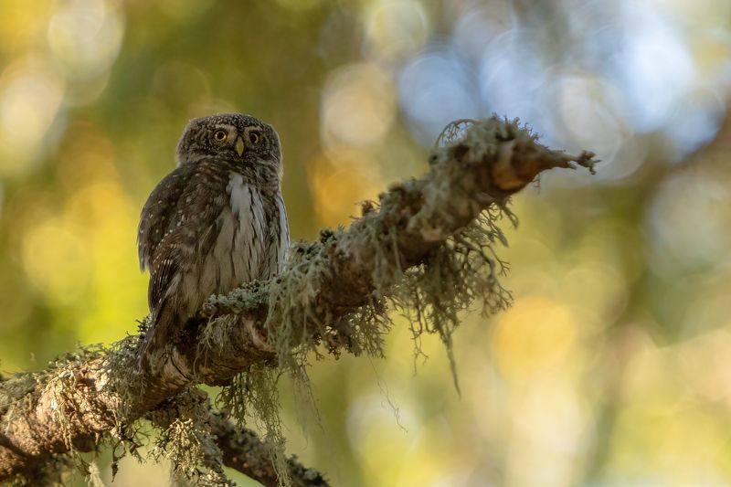 Врабчова кукумявка Врабчова кукумявка/ Glaucidium passerinumphoto preview