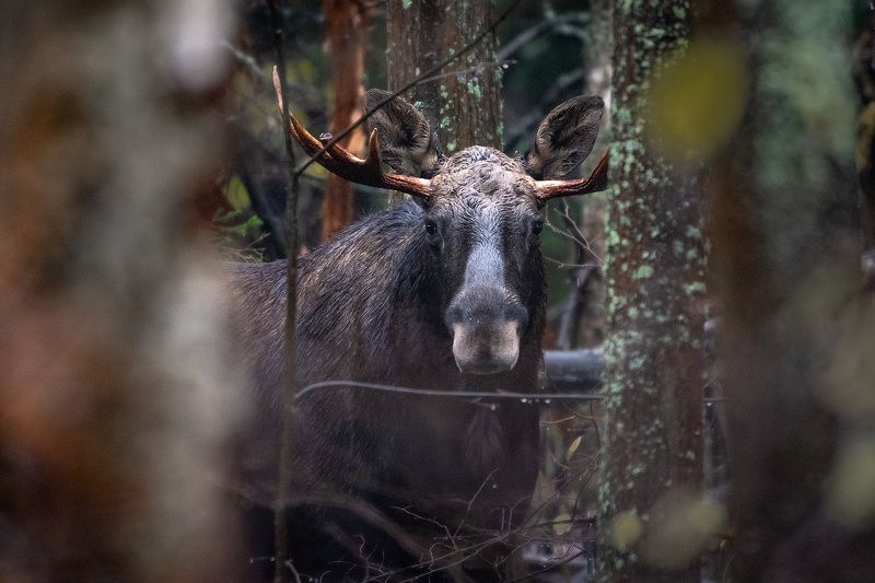 Дождливым днём...photo preview