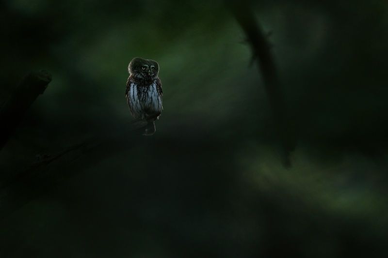Wildlife, pygmy, owl, glaucidium, passerinum Little predator photo preview