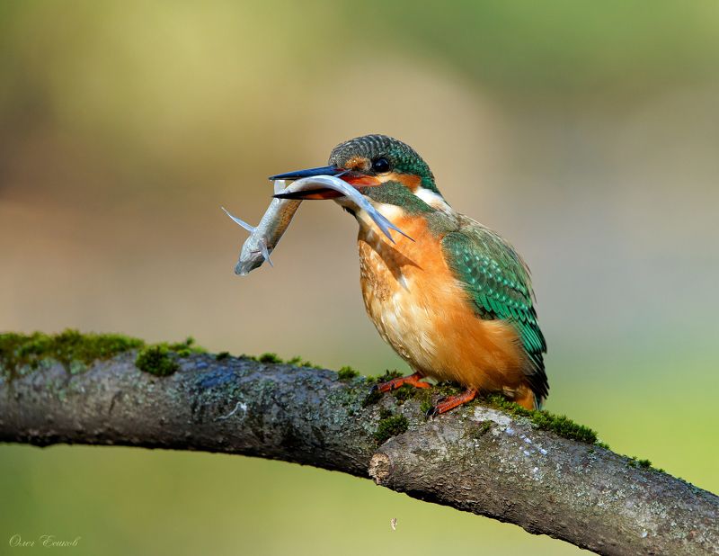 зимородок добыча Большому куску ...photo preview