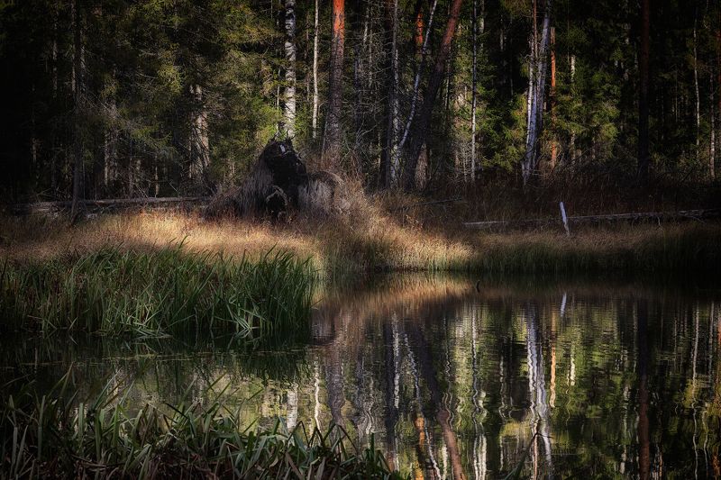 Чудище лесноеphoto preview