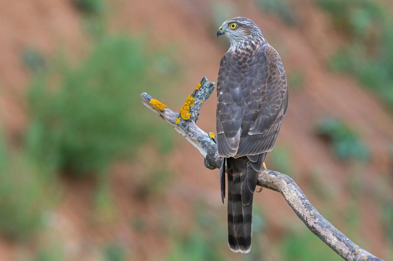 птицы, ястреб, перепелятник, фотоохота, природа, весна, лето, хищник Хищникphoto preview