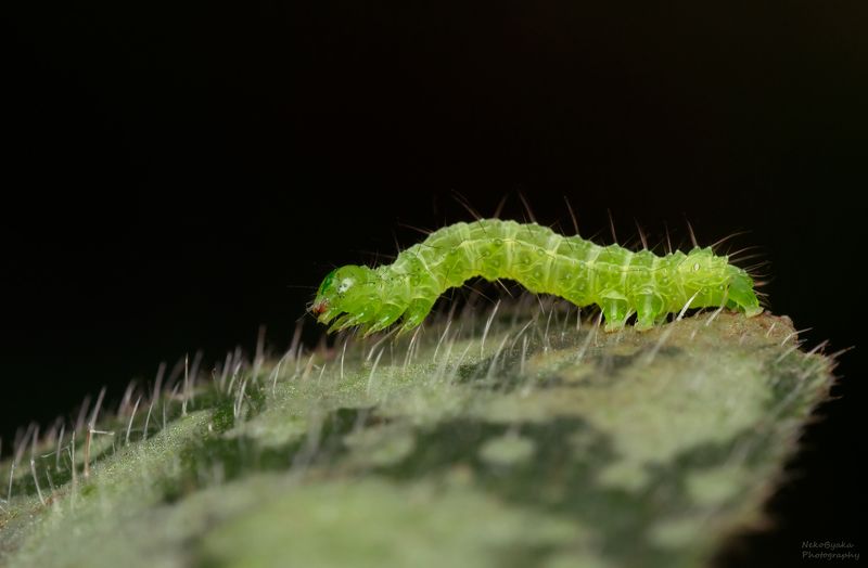макро, природа, гусеница, насекомые, вредители, macro, nature, caterpillar, insects, pests, Крохотный йогphoto preview