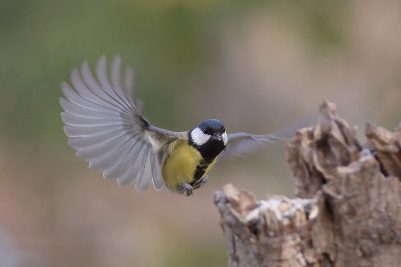 Большая синицаphoto preview