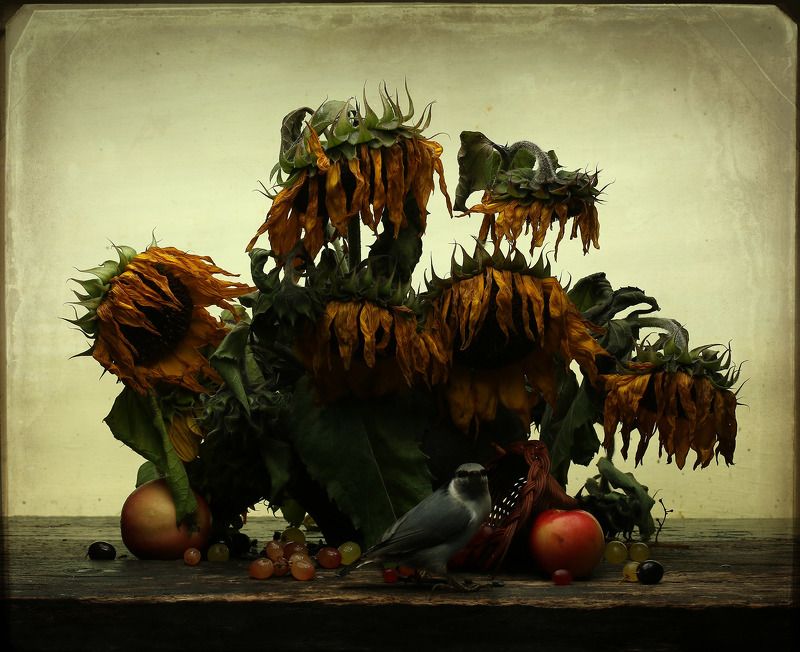 nuthatch Середина октябряphoto preview