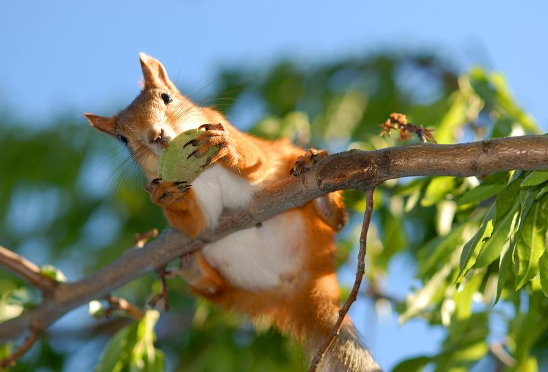 Я орешек вам не дам :)))photo preview