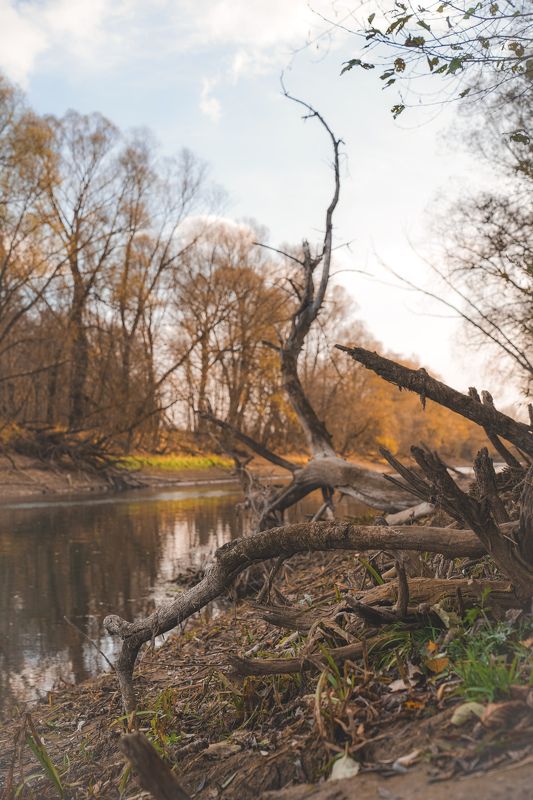 Деревьяphoto preview