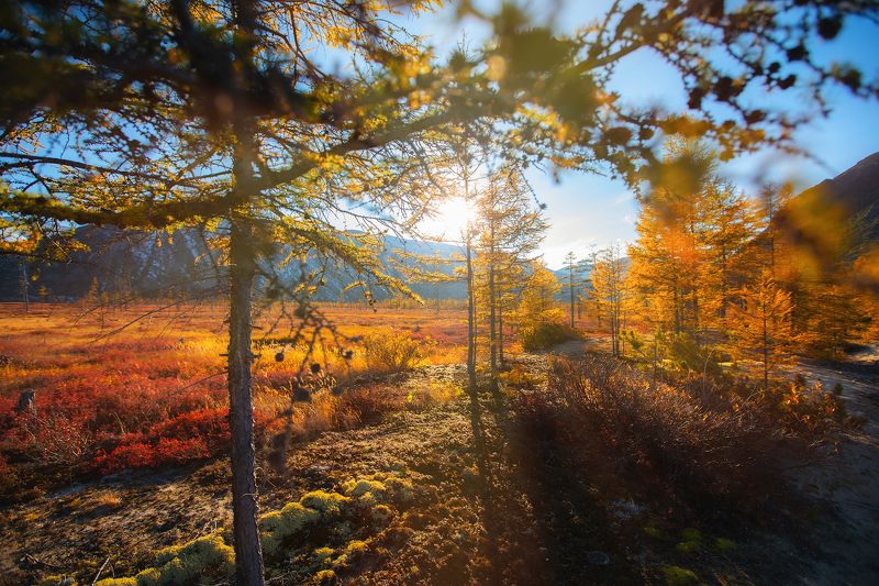 Колыма, осень, тайга, лиственницы, жёлтое, деревья Ничего, кроме природыphoto preview