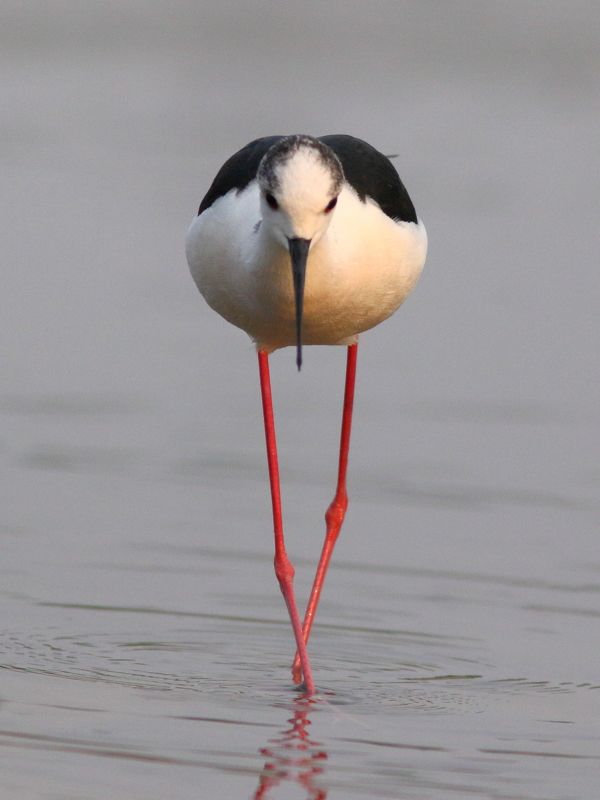 животные, природа, дикая природа, птицы, ходулочник Красное, черное и белоеphoto preview