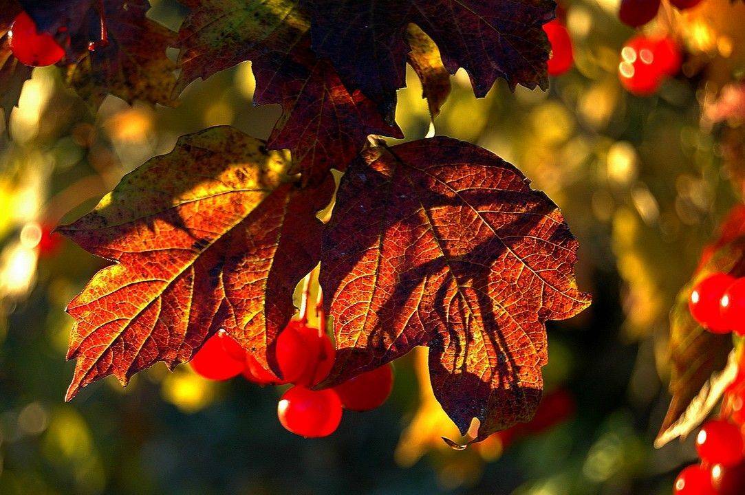 Автор: Николаев Владимир , Николаев Владимир