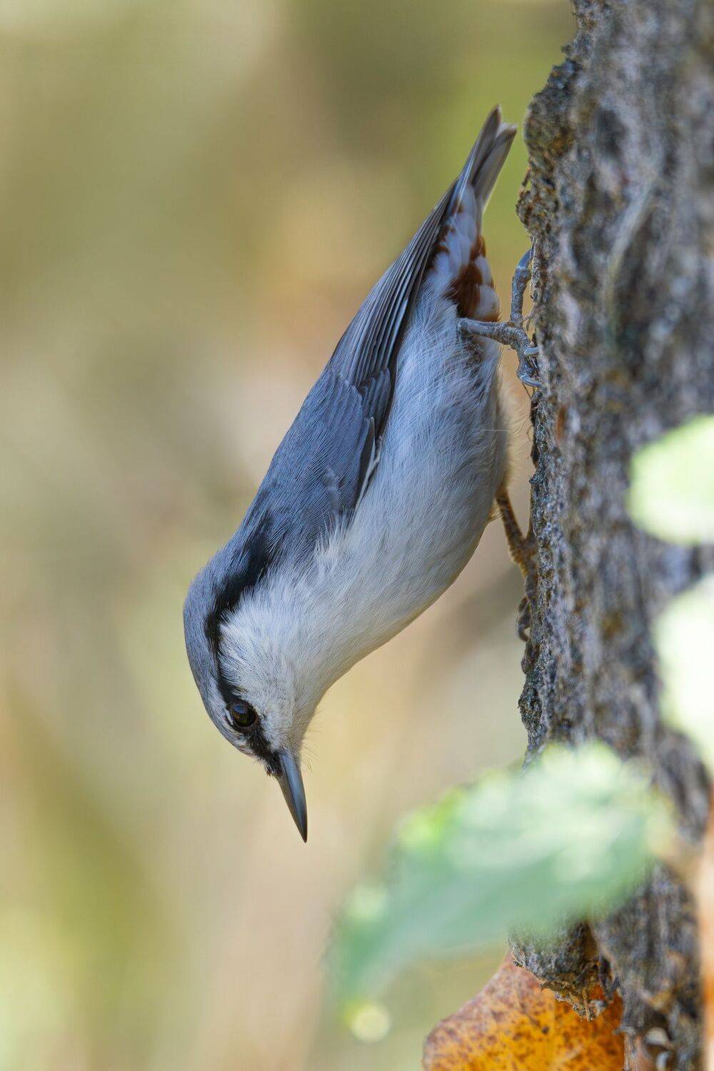 Поползень. Автор: Гильманов Артур , Гильманов Артур