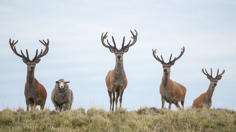 олени, животные,  Бригадаphoto preview