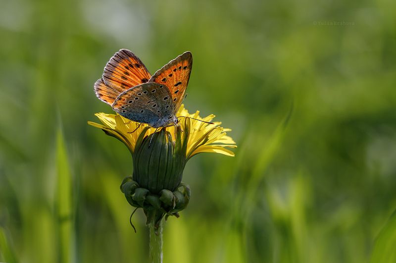 червонец пятнистый, бабочка, макро, macro Червонец пятнистыйphoto preview