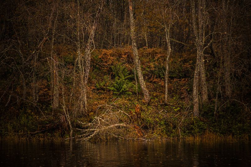 Тайны лесаphoto preview