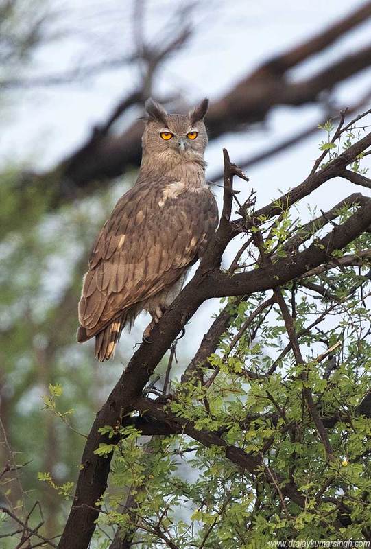 Dusky eagle owl Dusky eagle owlphoto preview