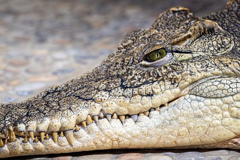 животные, крокодил, филин, лягушки, змея photo preview