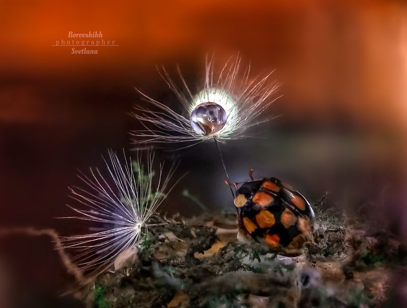 миниатюра, насекомые, божья коровка, закат, пушинка, капли Фонарик...photo preview