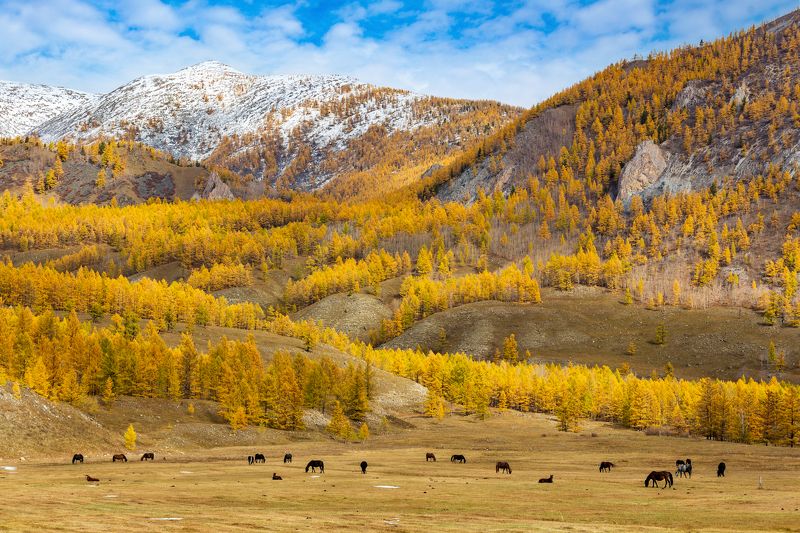 Золото Саянских гор.photo preview