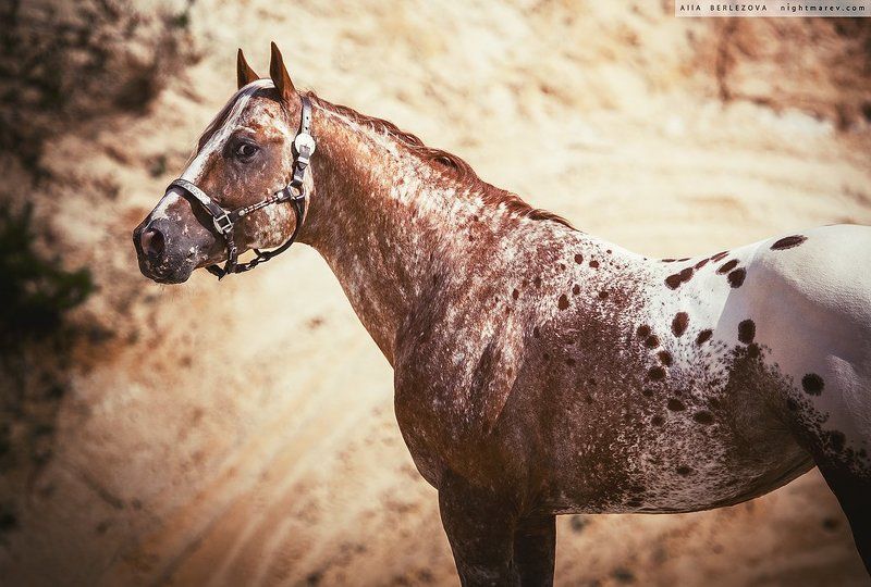 Appaloosa, Horse, Sand, Spots, Аппалуза, Лошадь, Песок, Пятна UT Spurs For Olenaphoto preview