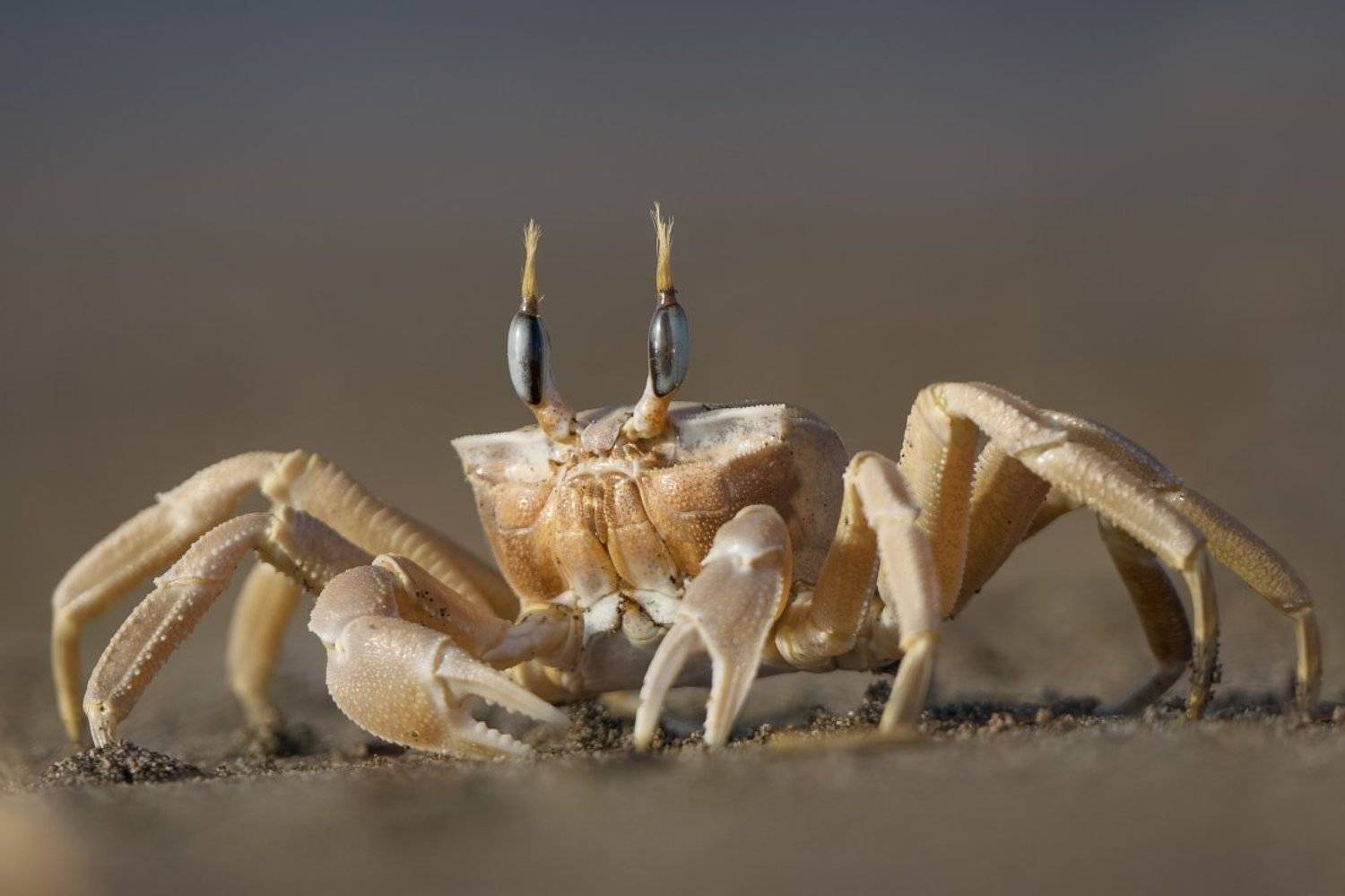 Голубоглазый. Автор: Александр Смолкин краб, турция, Александр Смолкин