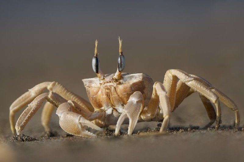 краб, турция Голубоглазыйphoto preview