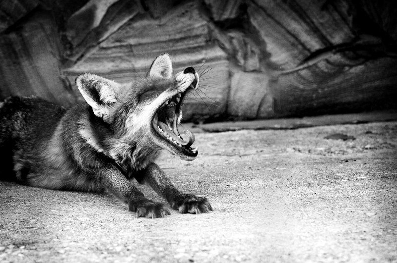 Animals, Black & white, Bw, Fox, Light, Nature, Nikon Foxphoto preview