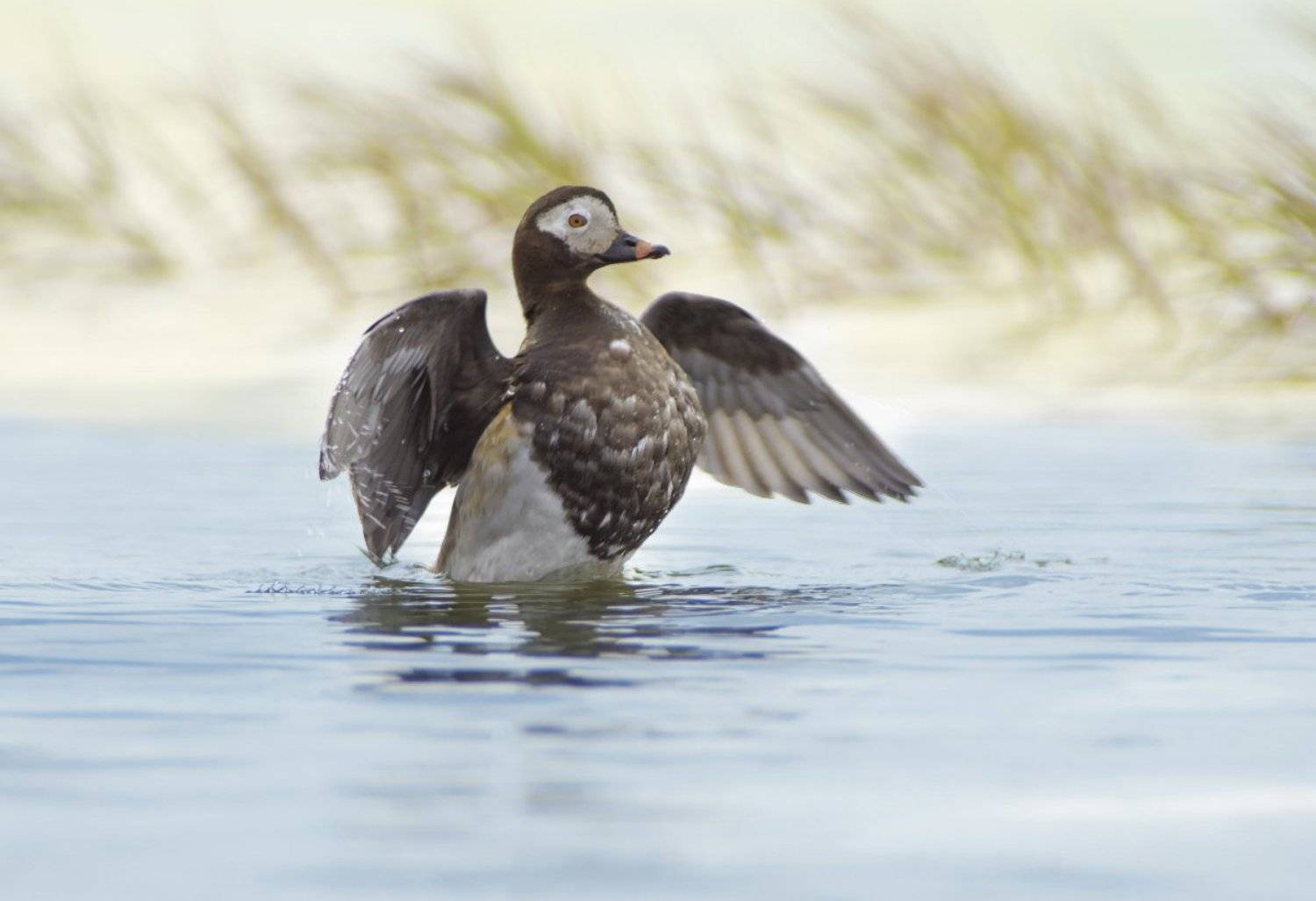 clangula hyemalis, long-tailed duck, арктика, дикая природа россии, морянка, птицы, ямал, Сергей Волков