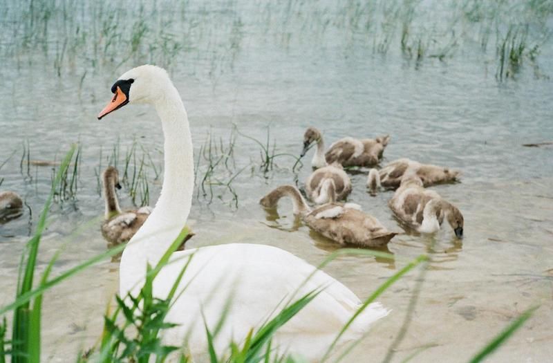 Дикие лебеди о. Свитязьphoto preview