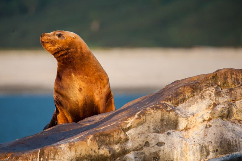 сивуч, камчатка, тихий океан, дикая природа Сивуч в рассветных лучахphoto preview