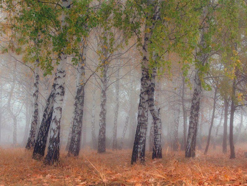 Осенние невесты.photo preview