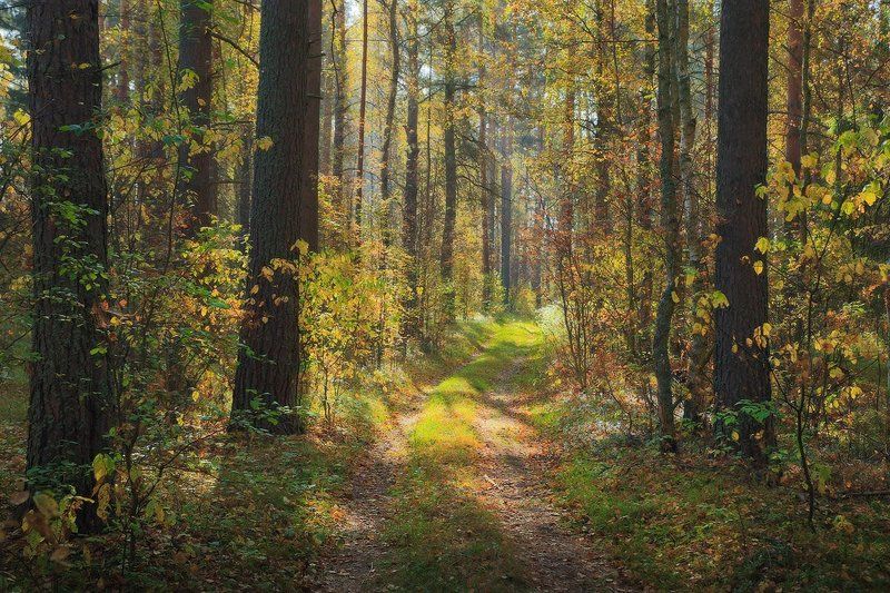 Осень . Впечатлениеphoto preview