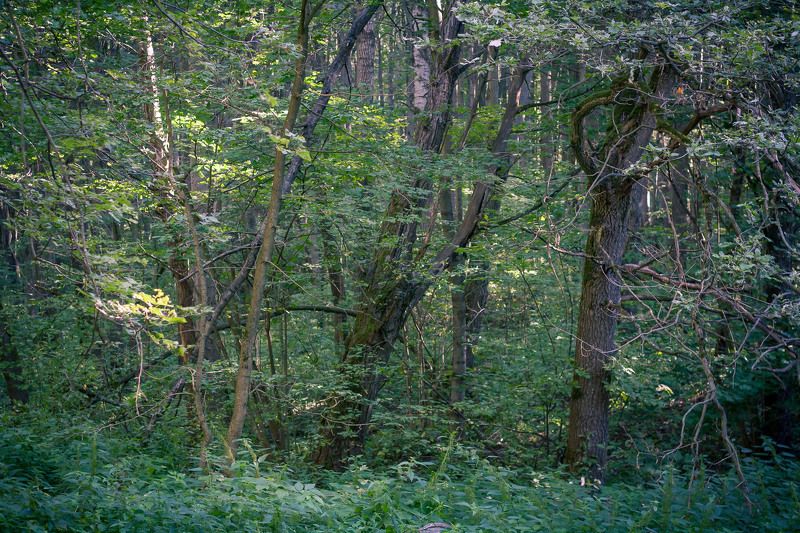 лес,деревья,лето,солнце,тень,листва Лесphoto preview