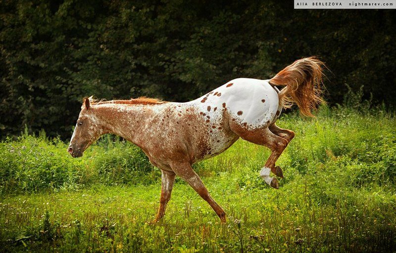 Appaloosa, Field, Grass, Horse, Play, Аппалуза, Лес, Лошадь, Прыжок, Пятна, Трава UT Spurs For Olenaphoto preview