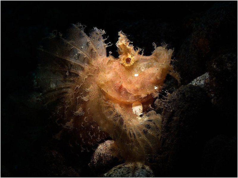 ринопиус, бали, индонезия, дайвинг photo preview