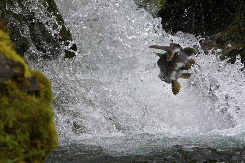Полет у хрустальной стеныphoto preview