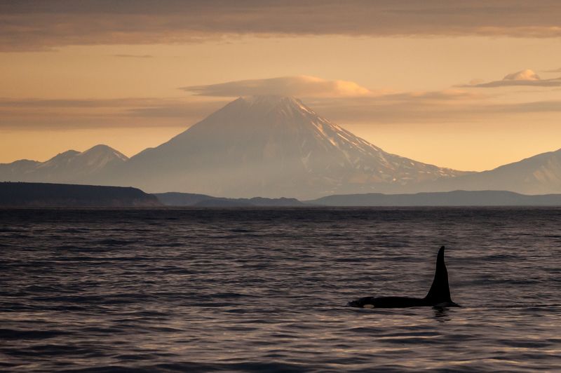 Косатка, дикая природа, тихий океан, вулкан, камчтк Навстречу вулканамphoto preview