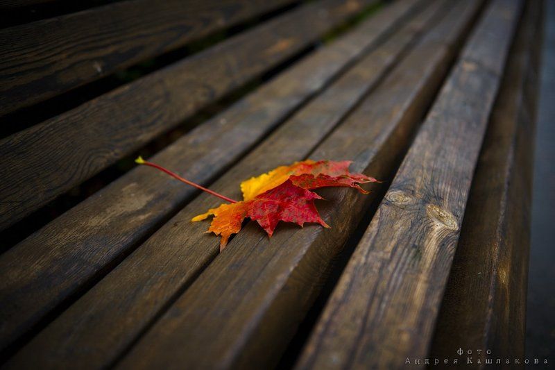 осень, лист, скамейка Здравствуй, ОСЕНЬ...photo preview