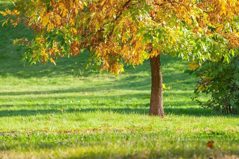осень, москва. желтый, тепло, солнце  Осень в городеphoto preview