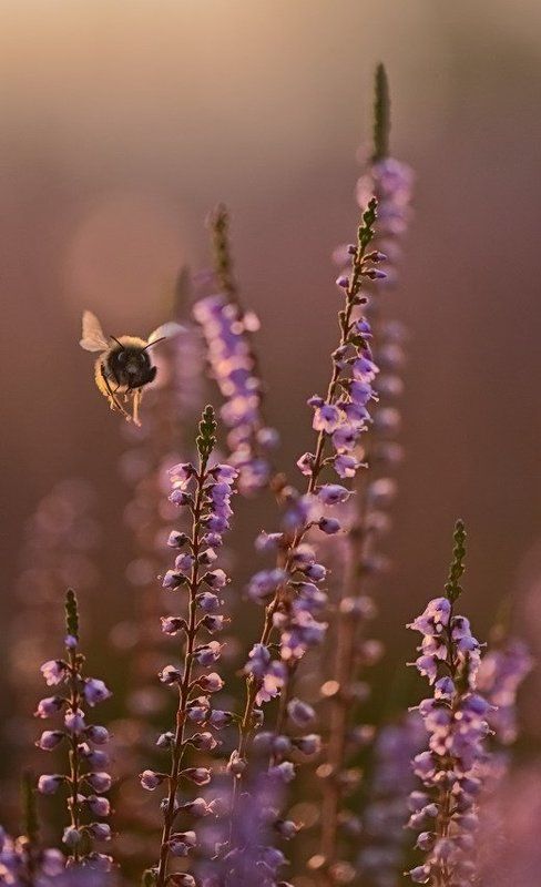 Вереск, Утро, Цветы, Шмель Полный впередphoto preview
