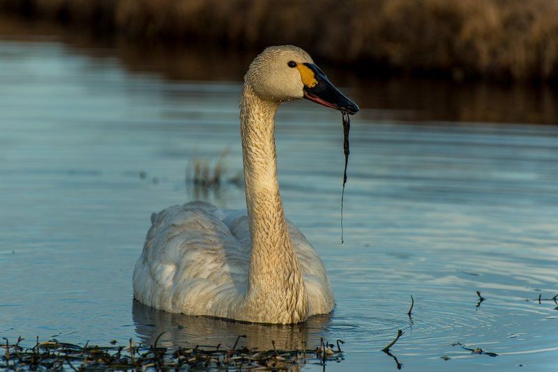 Тундровый лебедь. Чукоткаphoto preview