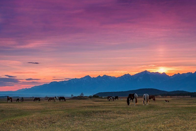 аршан, бурятия, закат, лошади, саяны, тунка Закат в предгорьях Восточного Саянаphoto preview