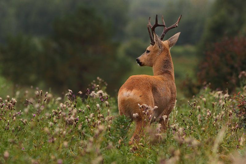 трехрогийphoto preview