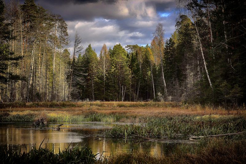 Бобровые угодьяphoto preview