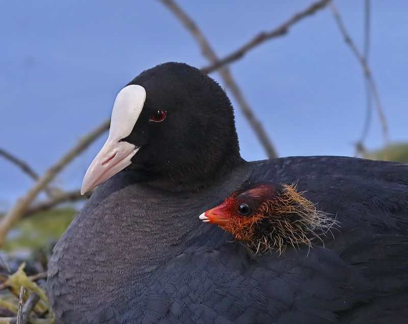 Отпочковался…photo preview