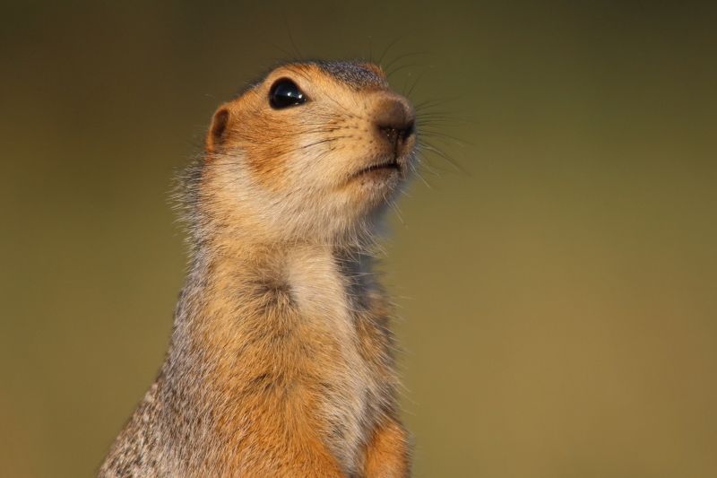 животные, природа, млекопитающие, звери, суслик, анималистика, самара Умён и красивphoto preview