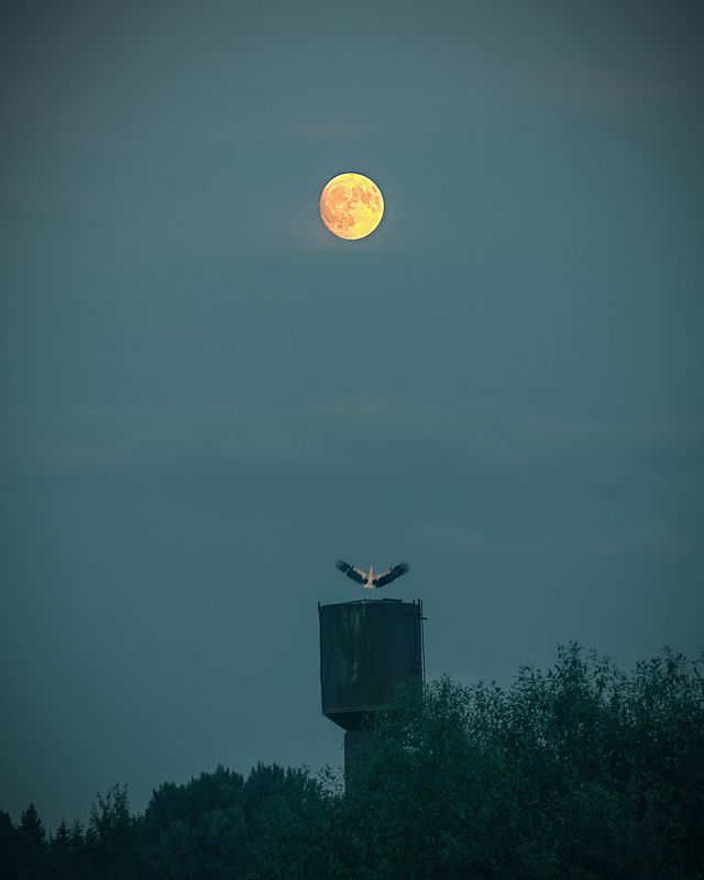 night, moon, stork, water tower, tower, countryside, country, village, луна, ночь, башня, водонапорная башня, деревня, природа, пейзаж, nature, landscape Под светом луныphoto preview