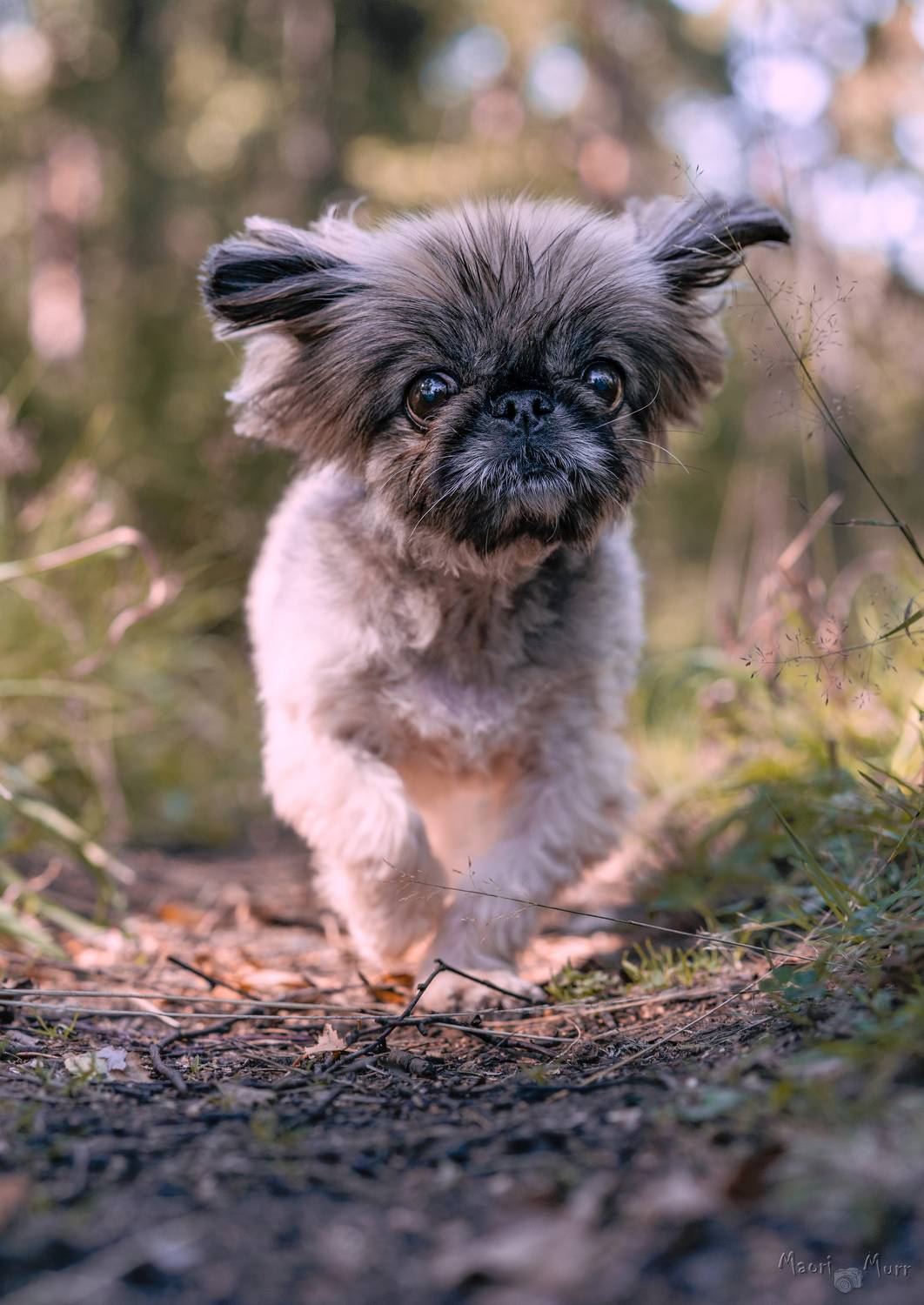 пекинес, собака прыгает, Маори Мурр